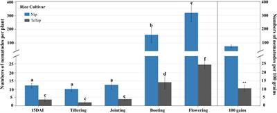 Salicylic Acid, Jasmonate, and Ethylene Contribute to Rice Defense Against White Tip Nematodes Aphelenchoides besseyi